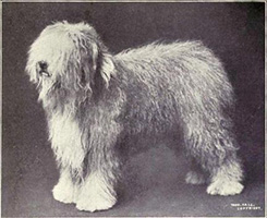 Old_English_Sheepdog