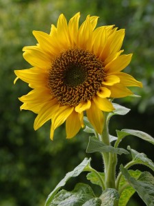 A_sunflower