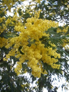 Acacia_dealbata-1