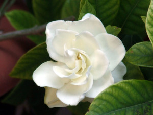 Gardenia_45302