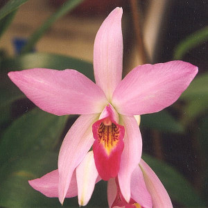 Laelia-anceps