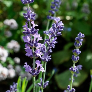 Lavandula_angustifolia090718