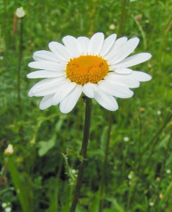 Leucanthemum-vulgare01