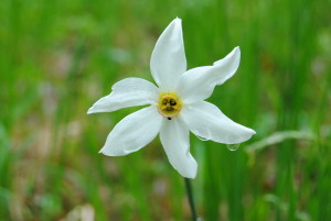 Narcisă_(Narcissus_poeticus)_în_Poiana_Narciselor,_județul_Brașov