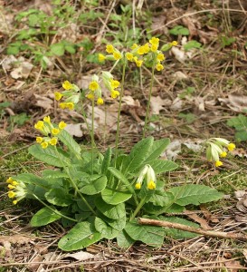 Primula_veris_230405