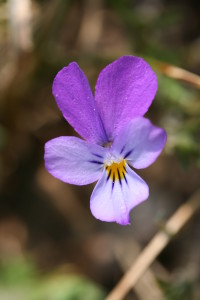 Viola_curtisii-03_(xndr)