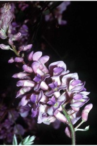 Wisteria_frutescens